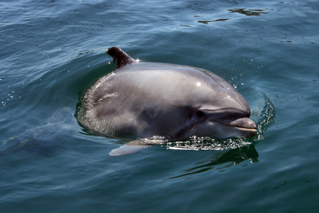 宽吻海豚看出去的水