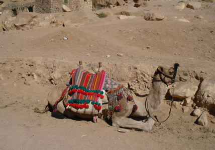 在其余的骆驼