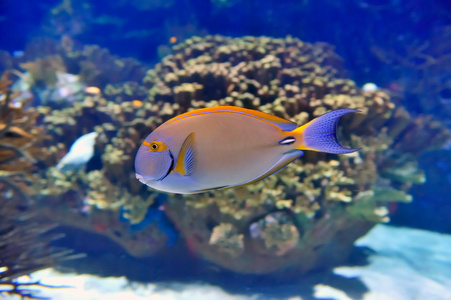水下图像的热带鱼