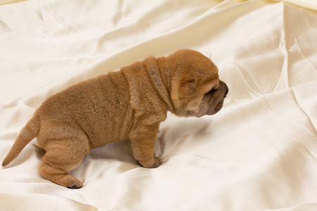 shar pei 小狗