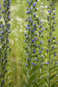 echium 花