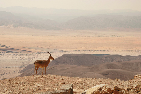 ibex 在悬崖上