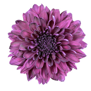 紫色菊花花白色上孤立