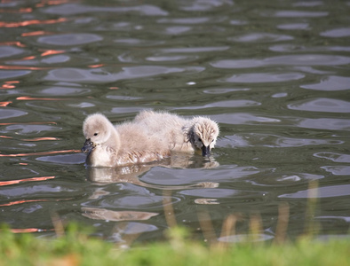 年轻的黑天鹅 雁鸭科 cygnets