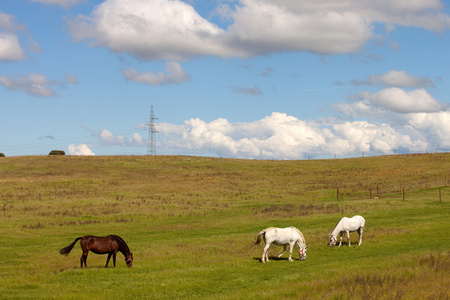 三匹马在草地上放牧图片