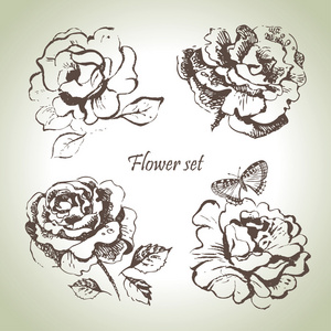 花卉集。手工绘制的插图的玫瑰