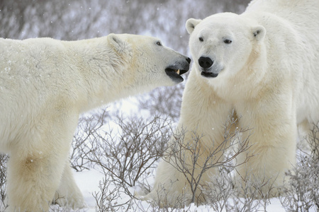 两个北极熊