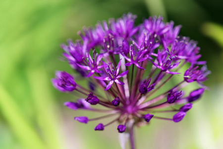 Allium 