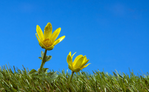 在绿色草地上的黄色花