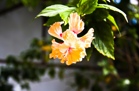 黄色的花朵