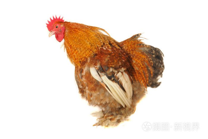 公鸡照片-正版商用图片0vy5cg-摄图新视界