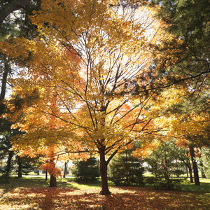 槭树在秋天的颜色