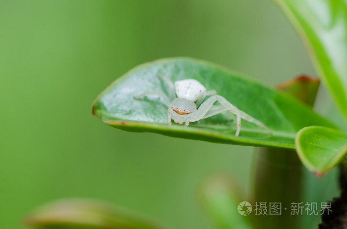 叶在性质上的白蜘蛛