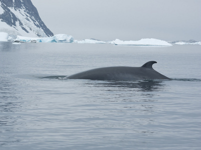 小须鲸在南部海洋3
