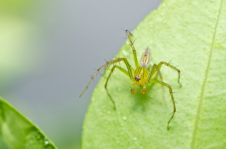 绿色自然的长腿蜘蛛