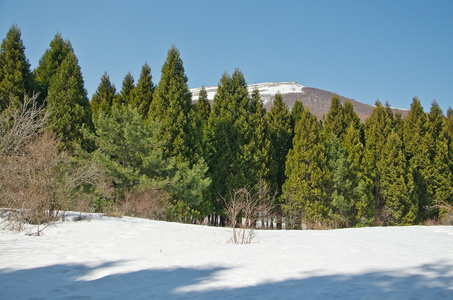 红杉树林中 mountaine