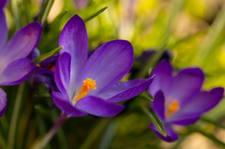 花不