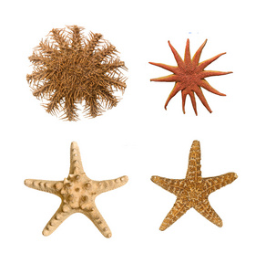 关闭的 starfishes