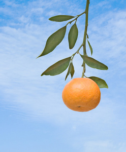 橘子的树枝上