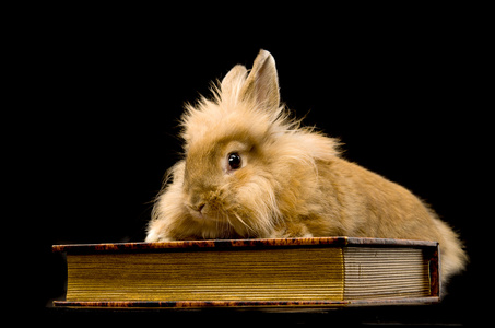 坐在一本书上的小蓬松棕色兔