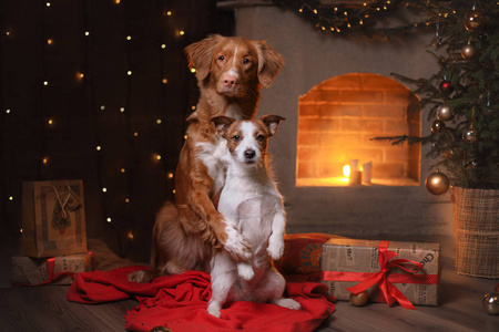 狗杰克罗素梗犬和狗新斯科舍省鸭收费猎犬。快乐新的一年圣诞节