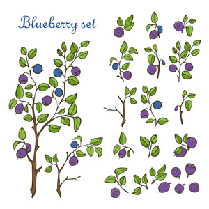蓝莓套 叶子 浆果和孤立的白色背景上的分支机构
