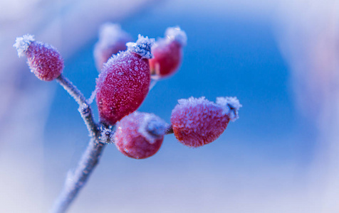 冰冻的玫瑰果水果灌木上蓝蓝的天空背景