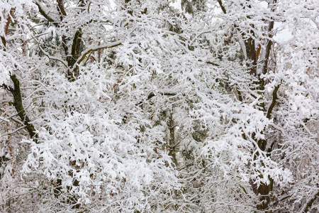 美丽的冬树树枝与大量的雪