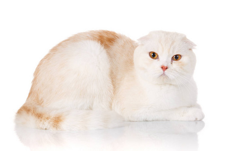 白色短毛英国只躺在孤立的黄色眼睛的猫