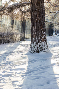 冬天森林上被白雪覆盖的森林树