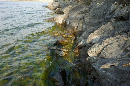 森林湖水域的石头上