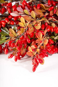 小檗小树枝的白色背景上的红色浆果