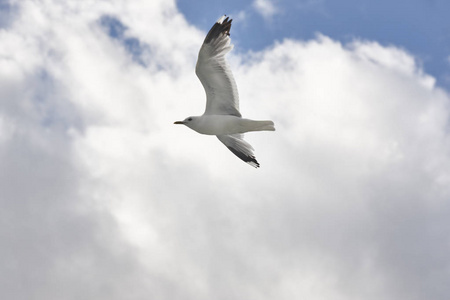 在一片蓝天的白色海鸥。自然背景