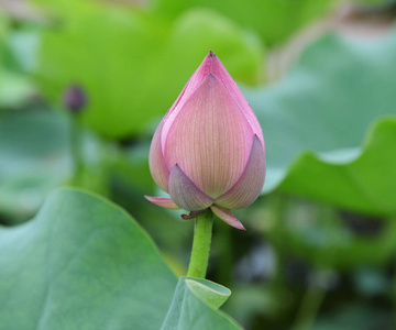 在池塘里朵盛开的莲花