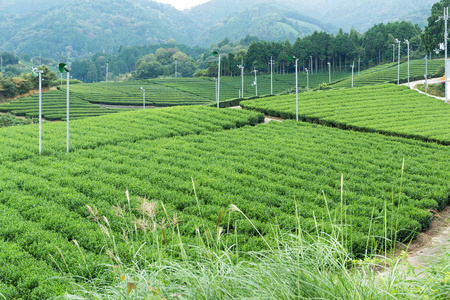 茶园卡梅伦在日本