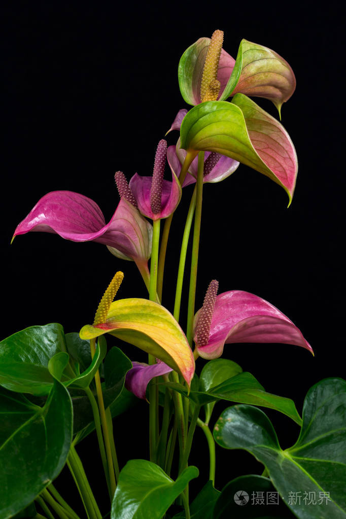 火烈鸟红掌花