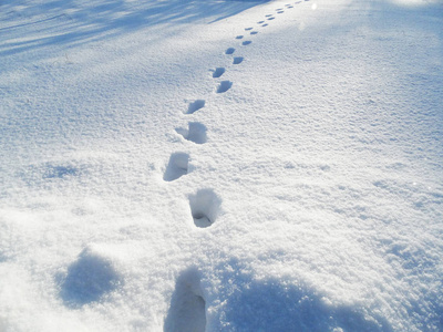 在雪霜中足迹冬季景观森林