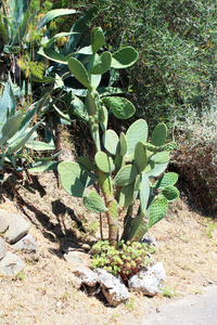 美丽仙人掌植物