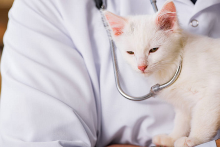 白色的小猫前往兽医检查了