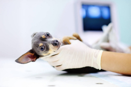狗，超声扫描在兽医办公室
