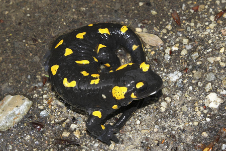 黑色黄色斑点的火蝾螈