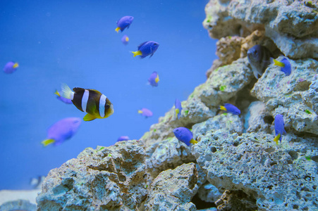 海上生活 异国热带珊瑚礁