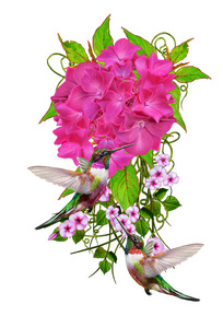 花组成。白色背景上的孤立。小鸟儿蜂鸟。它的花序是明亮的粉红色绣球花，绿色的树叶，娇嫩的花朵