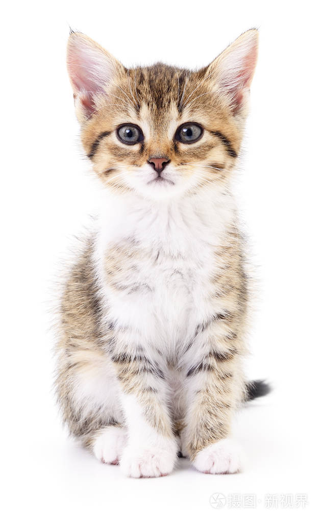 在白色背景上的小猫