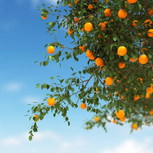 橘树 3d 渲染