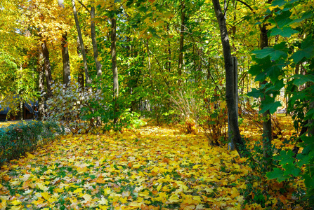 秋天的树林和飘落的黄叶