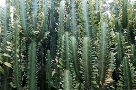 植物纹理自然背景