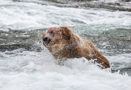 棕色的熊抖落水