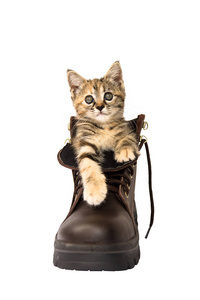 可爱的小猫，在白色背景上的棕色安全鞋