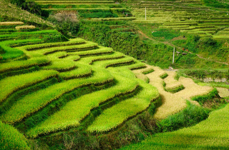 越南北部老蔡梯田景观。 水稻梯田是从自然中被要求在丘陵或山区种植的斜坡。